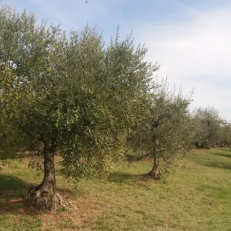 Casa Del Nonno Bingheri - Vencaglia Farmház *