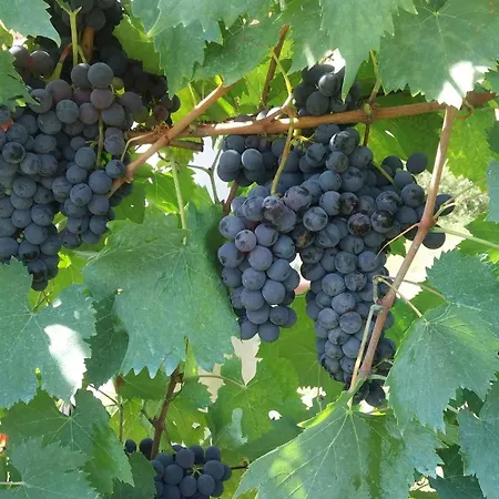 Farmház Casa Del Nonno Bingheri - Vencaglia Cortona