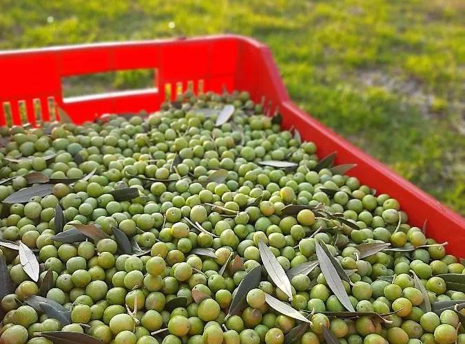 Farmház Casa Del Nonno Bingheri - Vencaglia Cortona