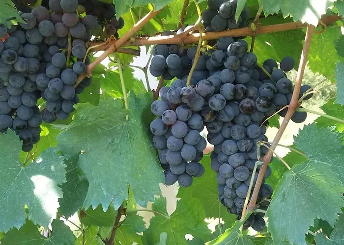 Farmház Casa Del Nonno Bingheri - Vencaglia Cortona