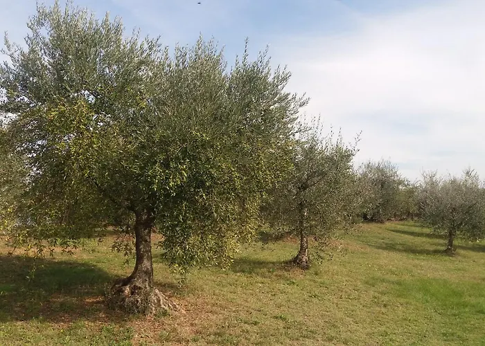 Casa Del Nonno Bingheri - Vencaglia Alloggio per agriturismo *